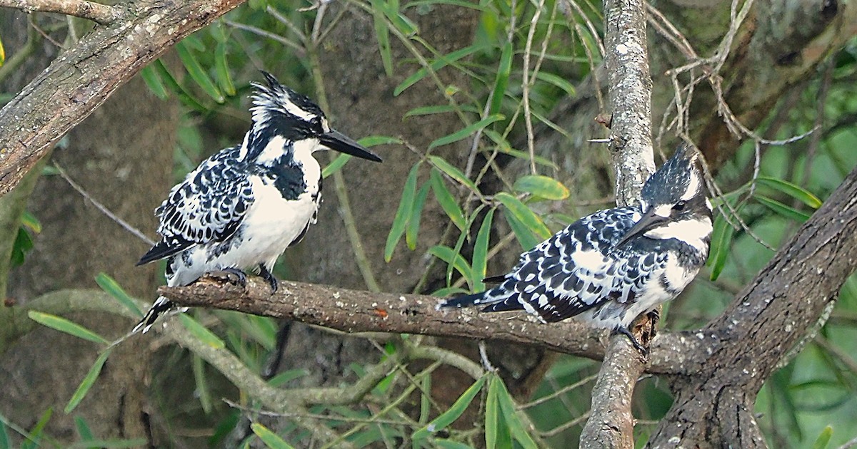 Pied Kingfisher - ML641332200
