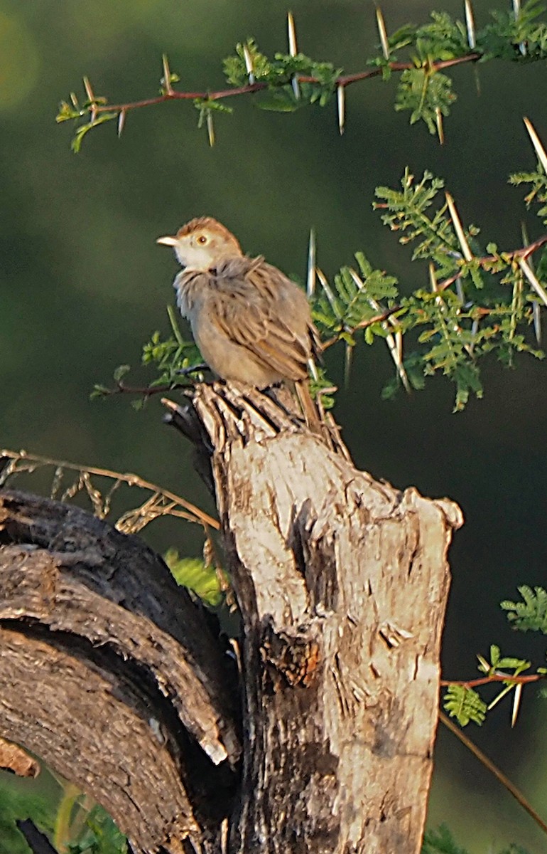 Rattling Cisticola - ML641332206