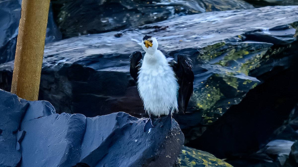 Little Pied Cormorant - ML641332207