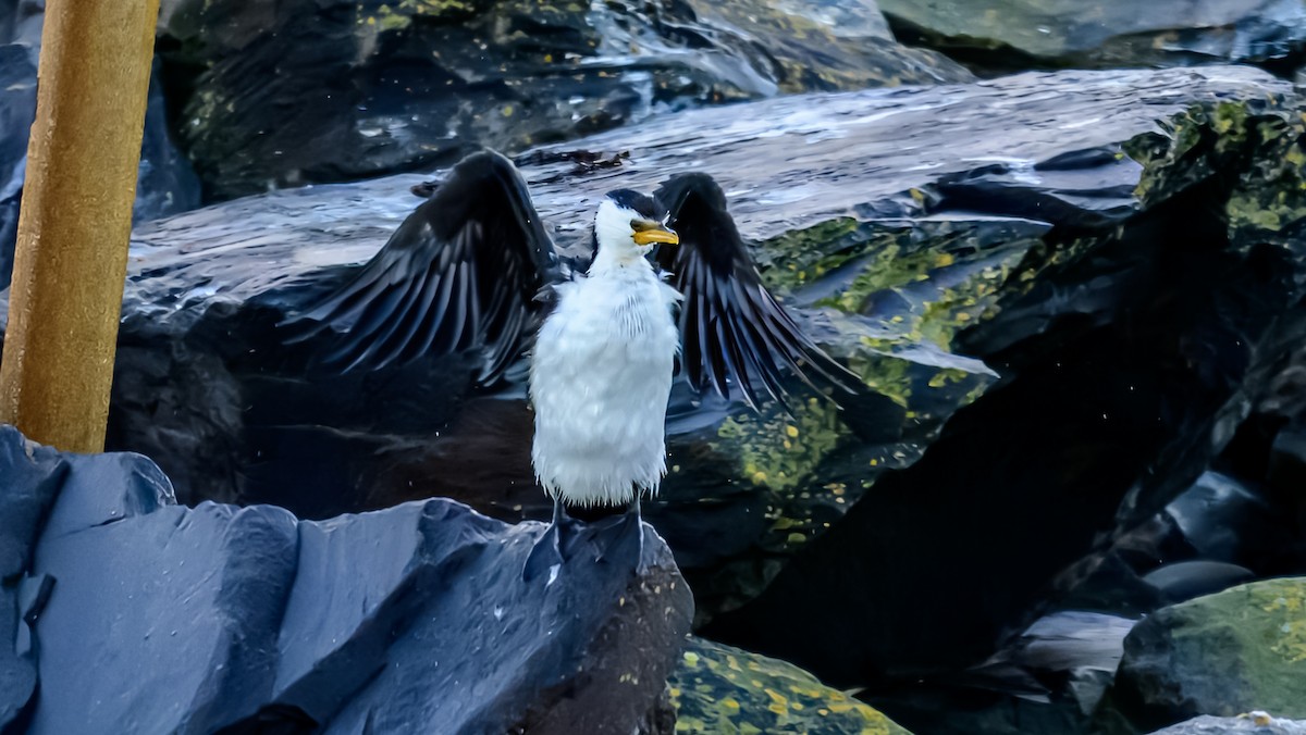 Little Pied Cormorant - ML641332208