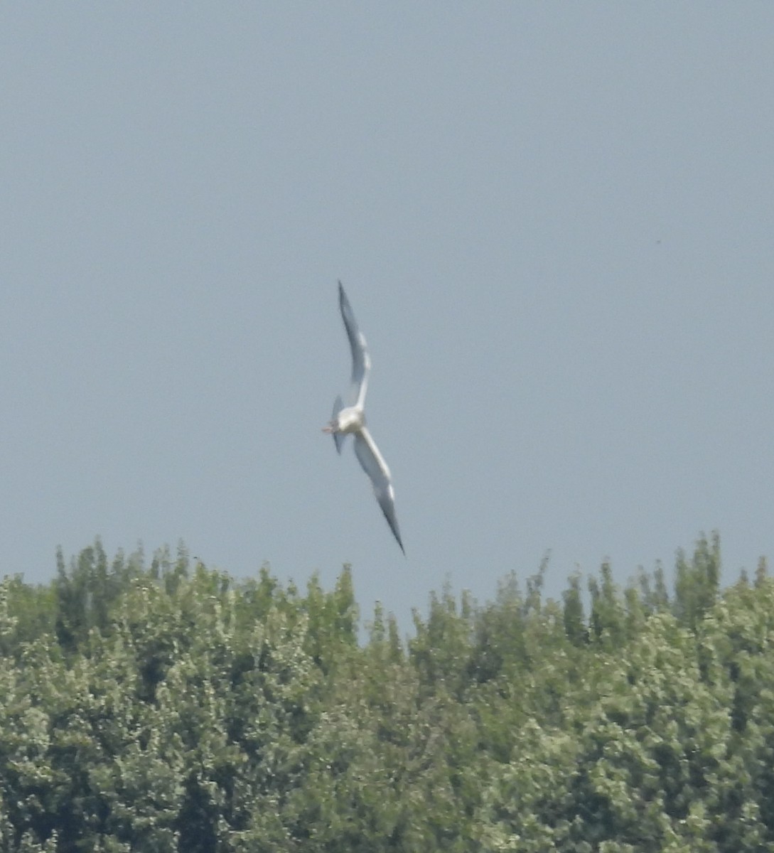 Bonaparte's Gull - ML641332212