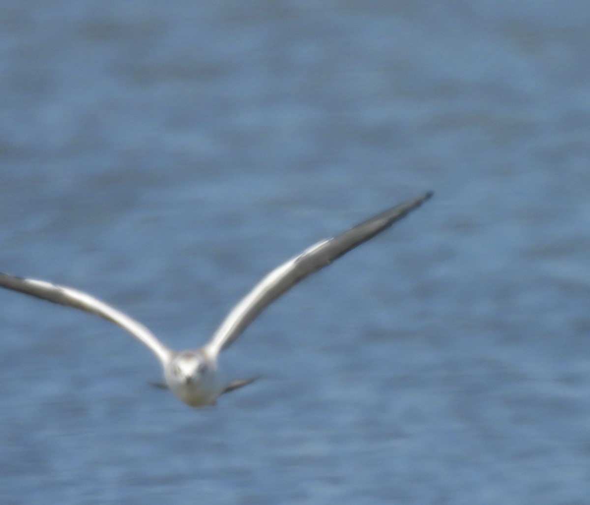 Bonaparte's Gull - ML641332213