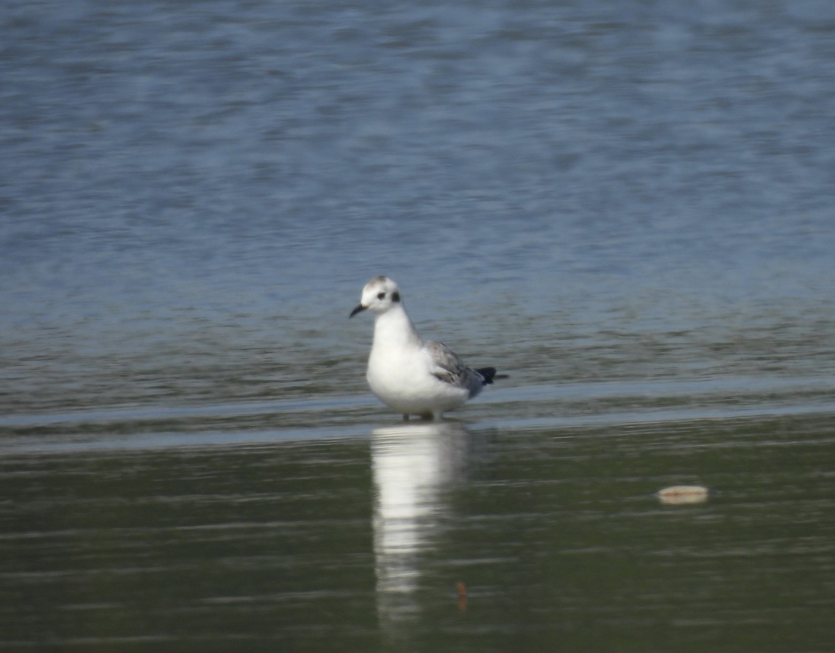 Bonaparte's Gull - ML641332216