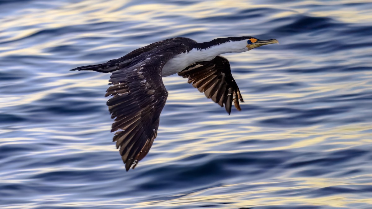 Pied Cormorant - ML641332217