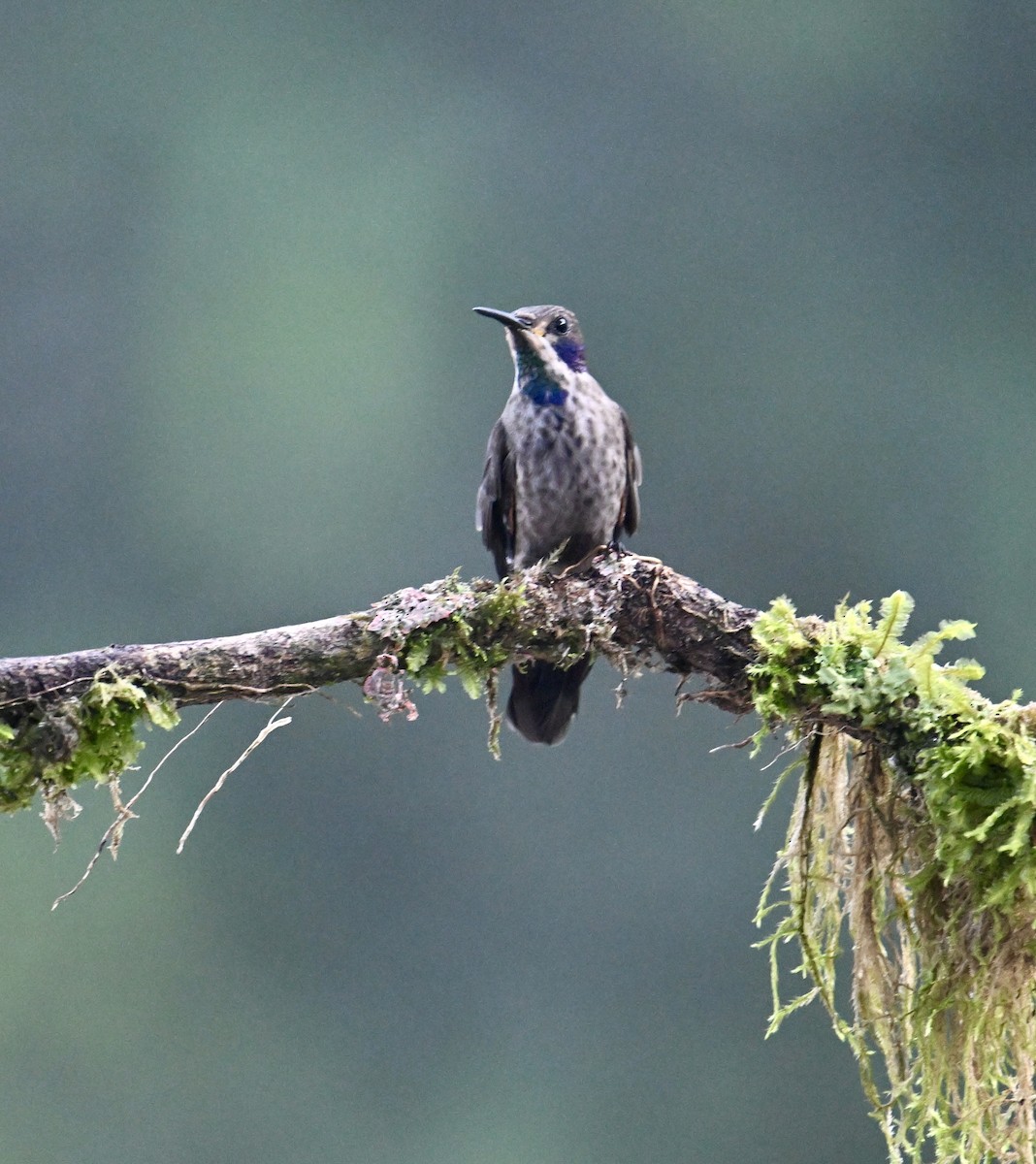 Brown Violetear - ML641332221