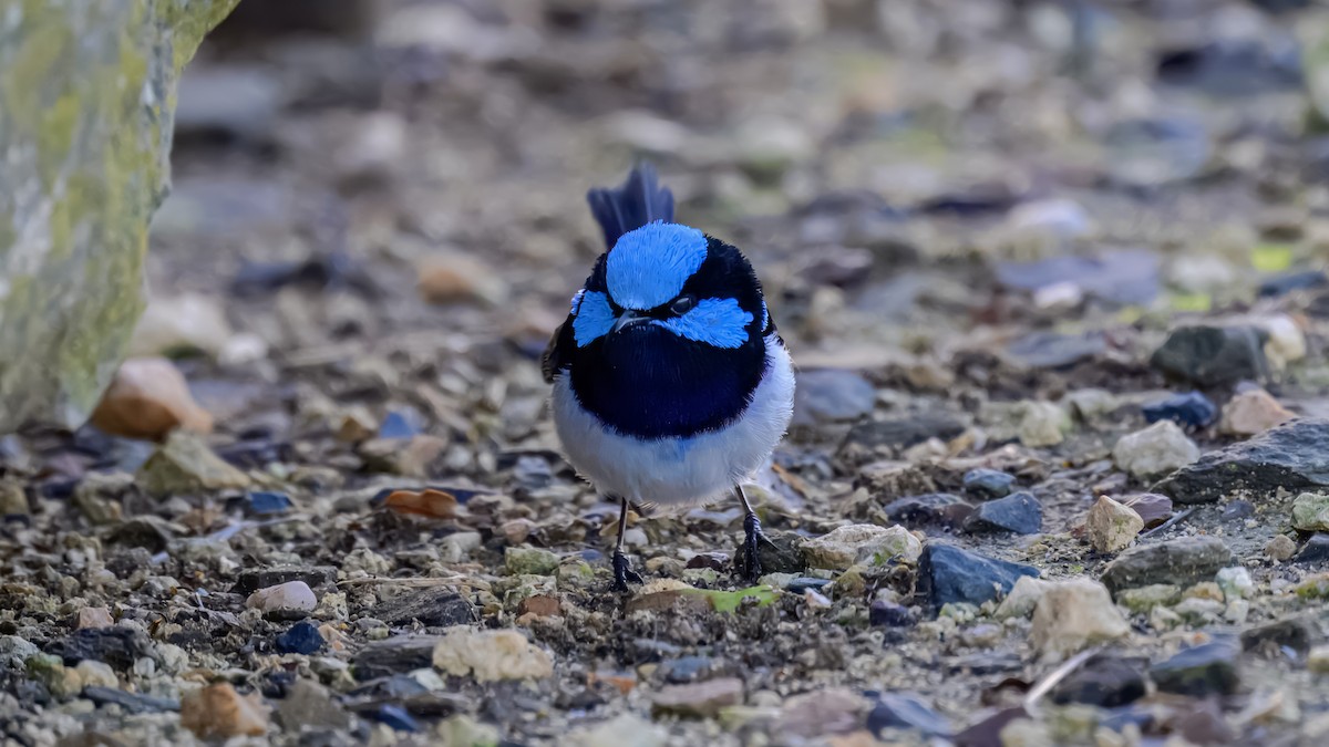 Superb Fairywren - ML641332225