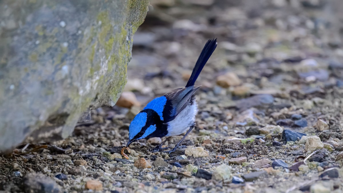 Superb Fairywren - ML641332227
