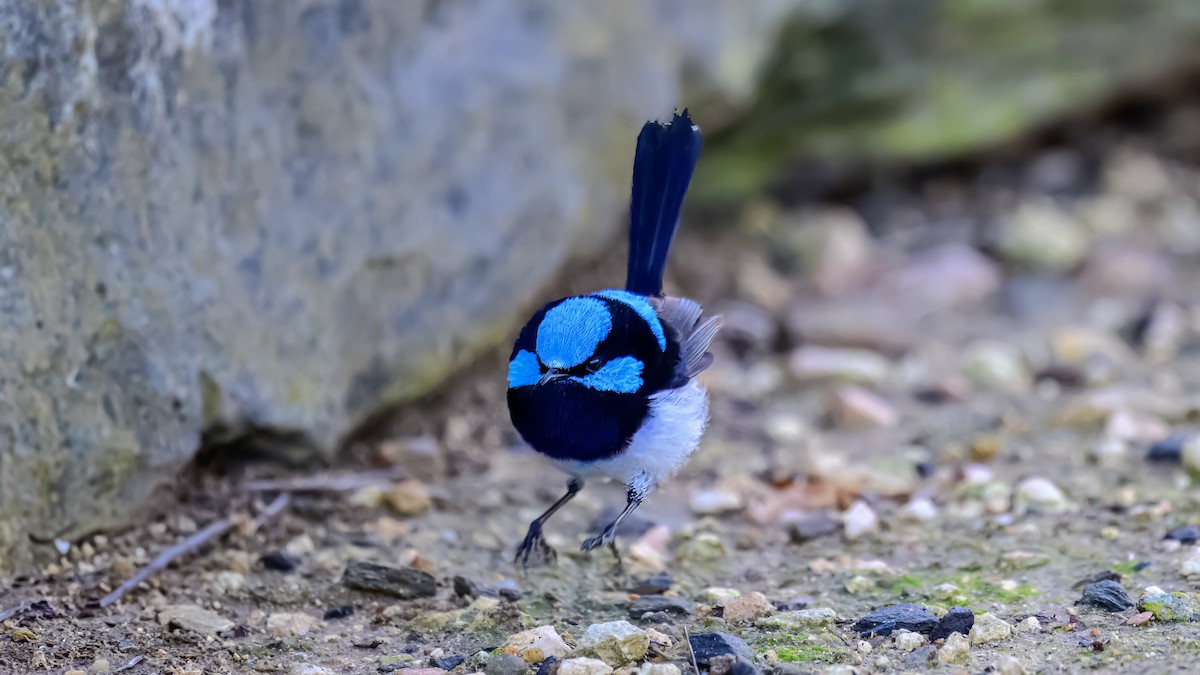 Superb Fairywren - ML641332228