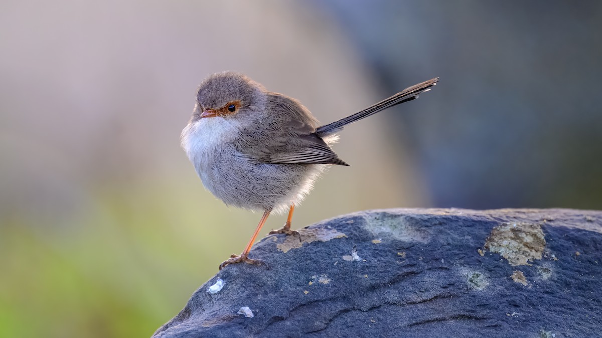 Superb Fairywren - ML641332229