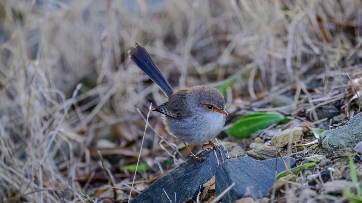 Superb Fairywren - ML641332230
