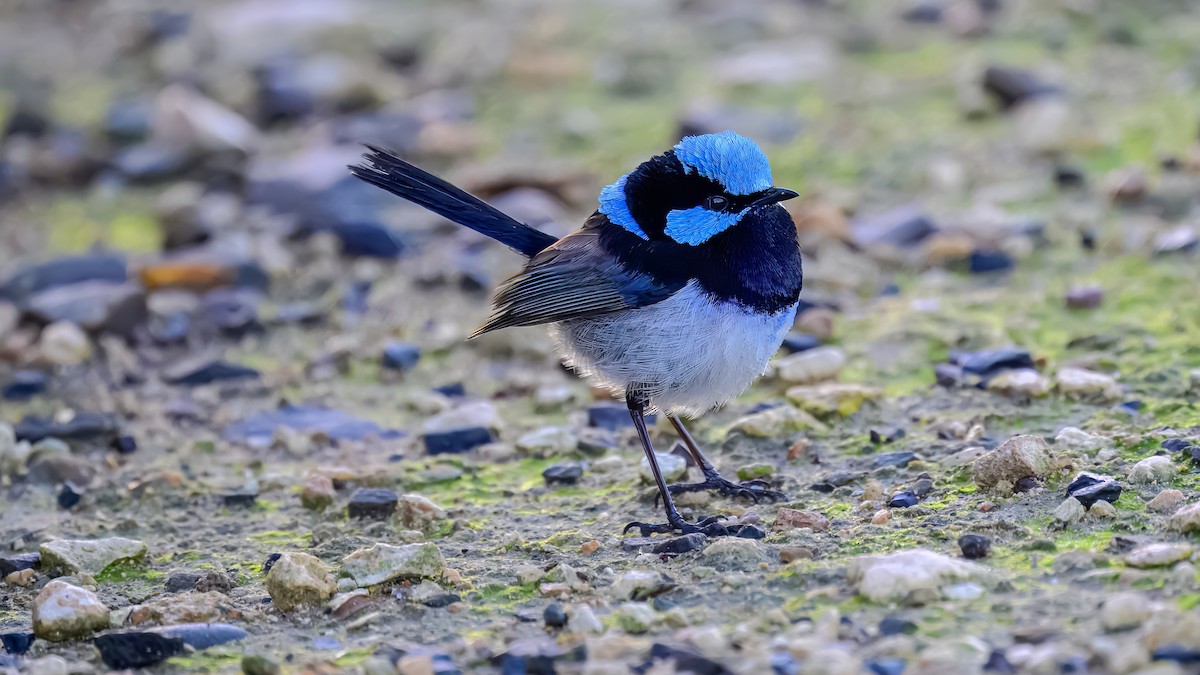 Superb Fairywren - ML641332232
