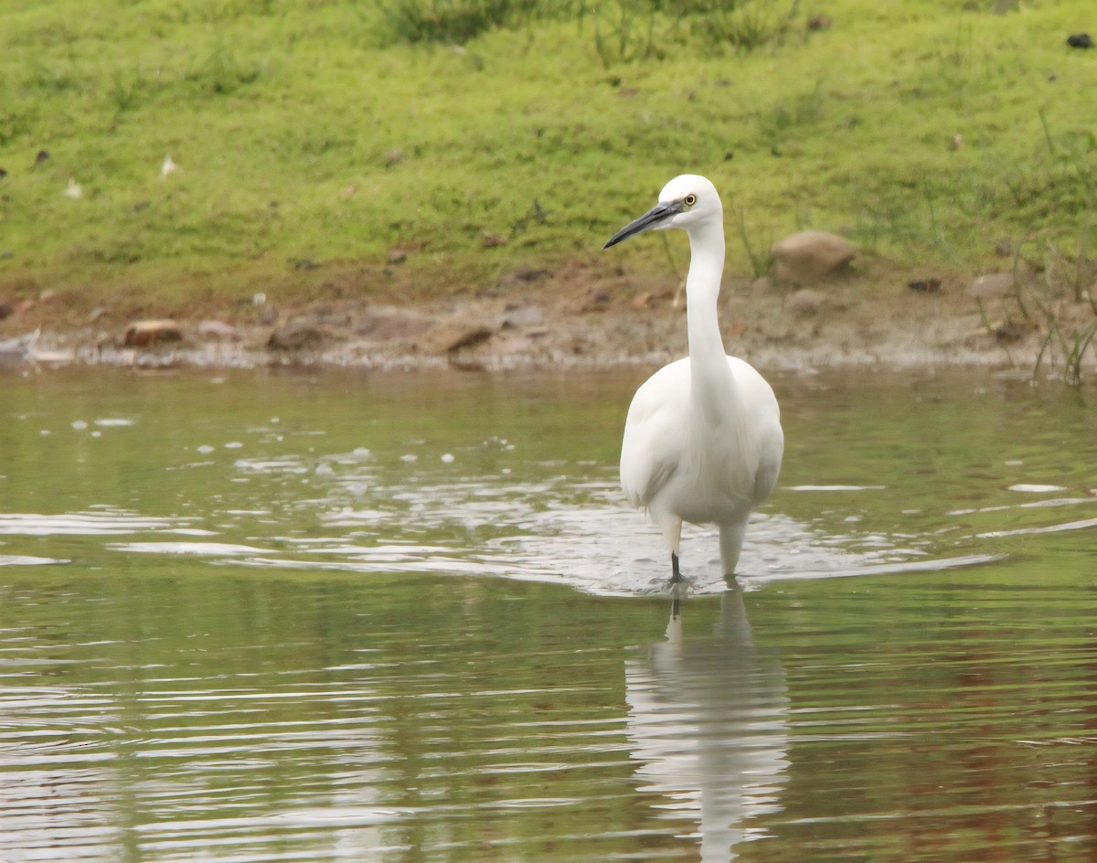 Little Egret - ML641332236