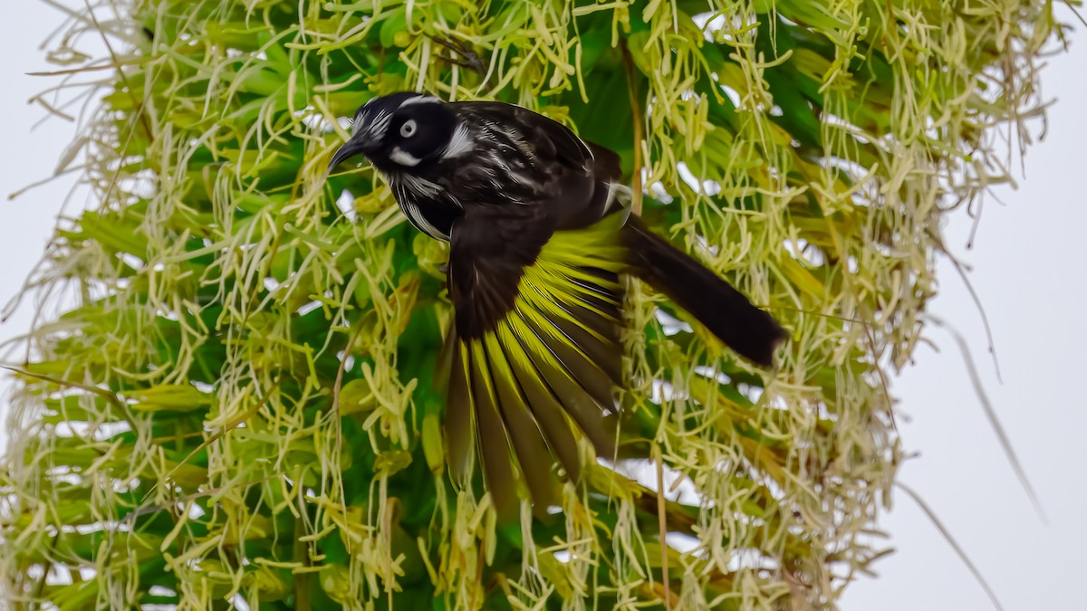 New Holland Honeyeater - ML641332238