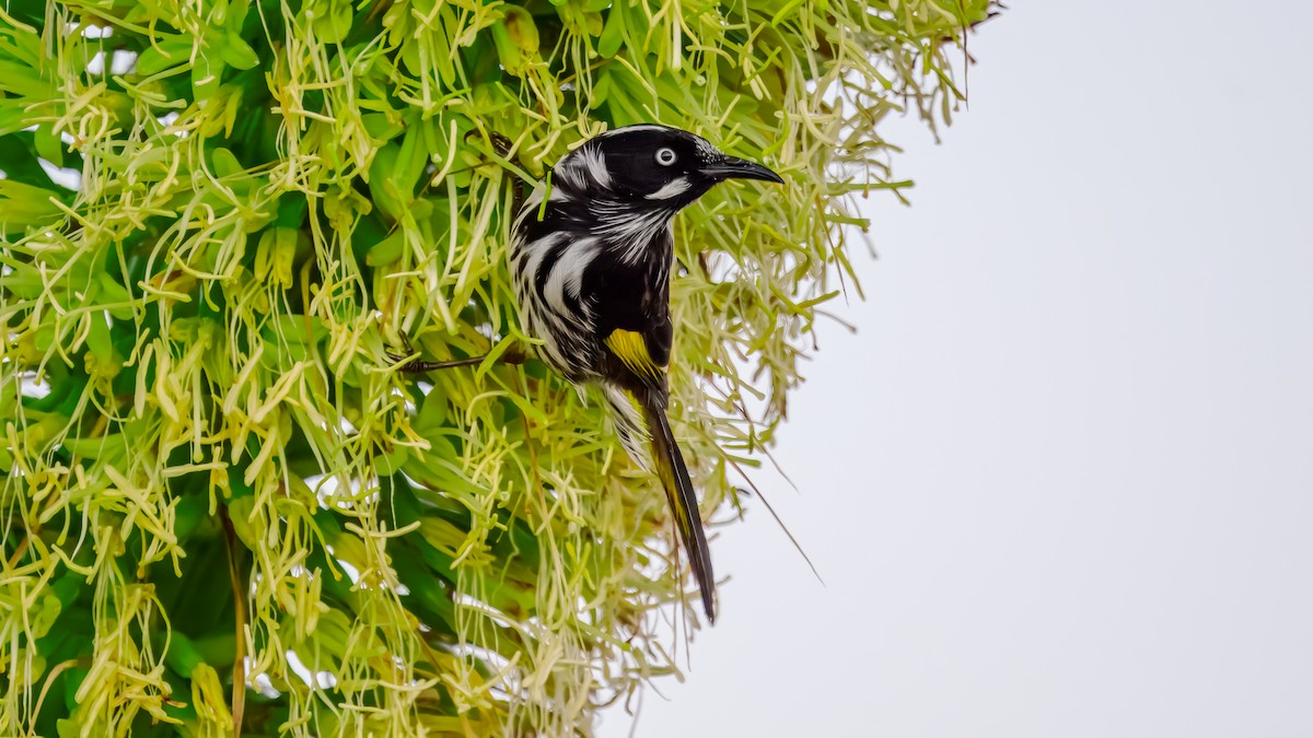 New Holland Honeyeater - ML641332239