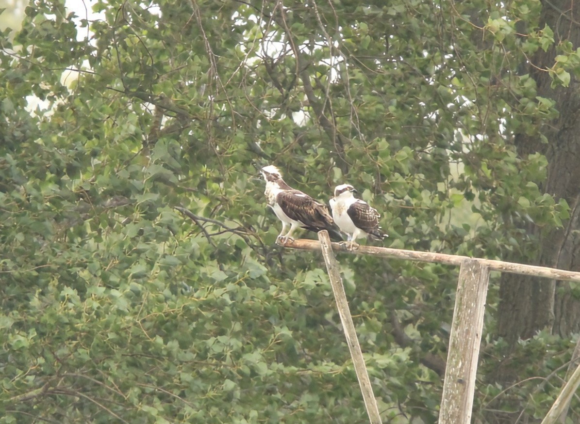Osprey - ML641332240