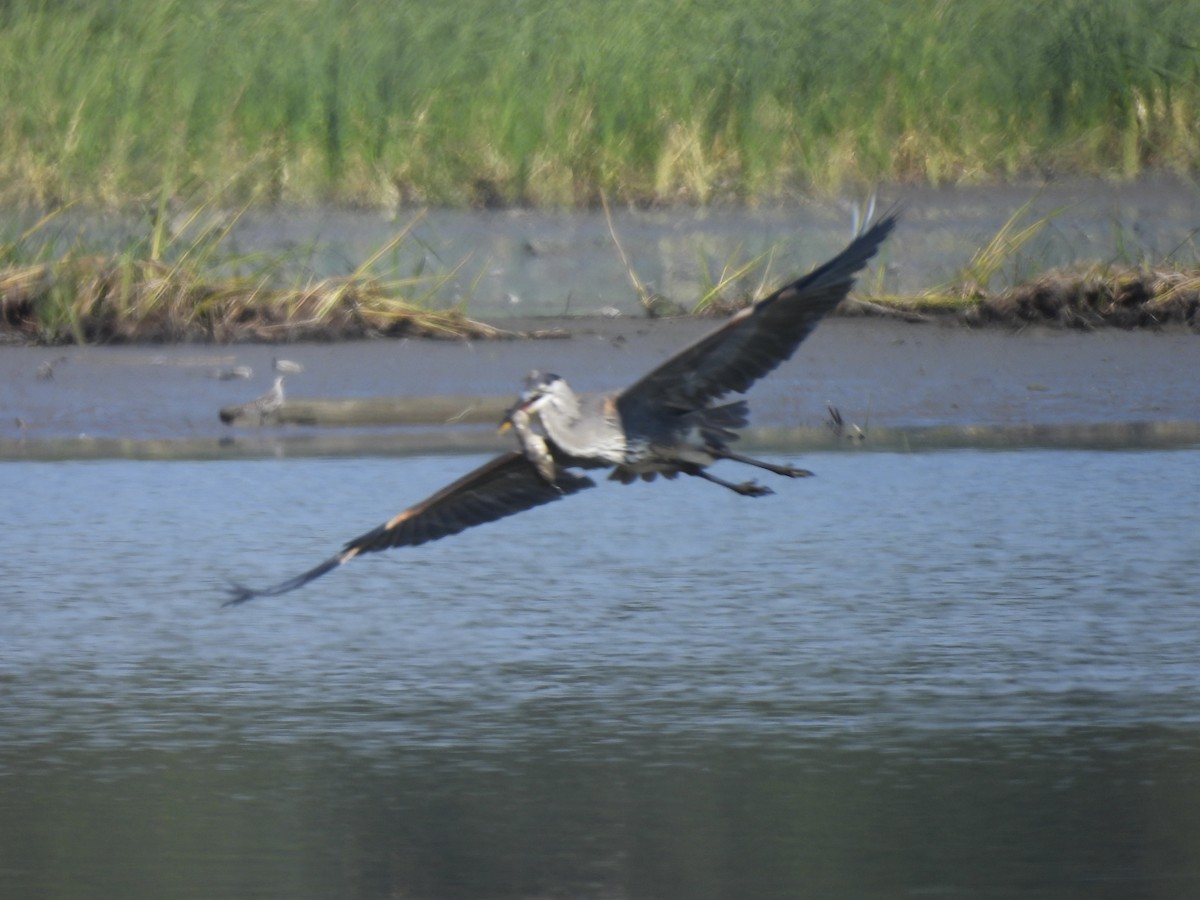 Great Blue Heron - ML641332242