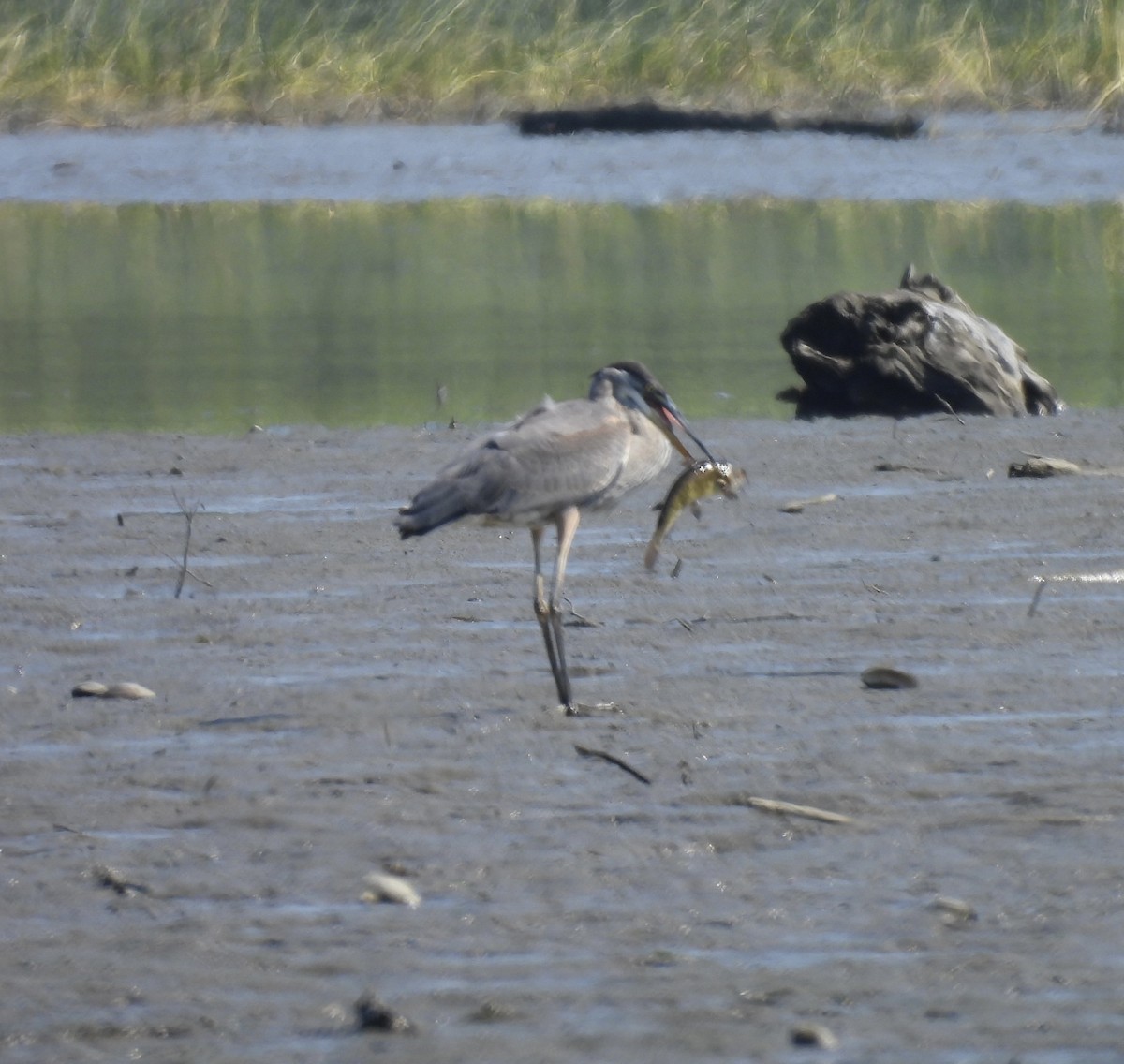 Great Blue Heron - ML641332243