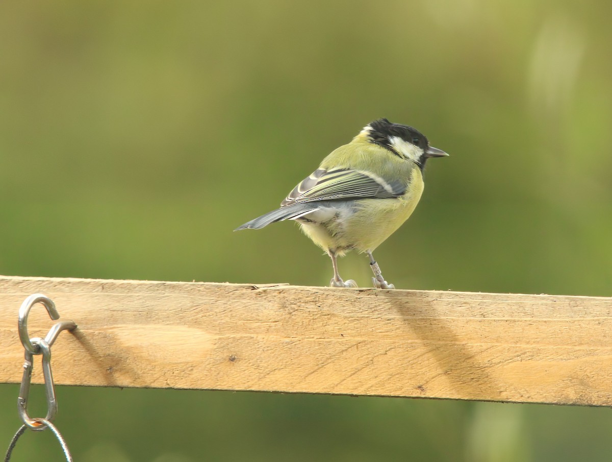Great Tit - ML641332246