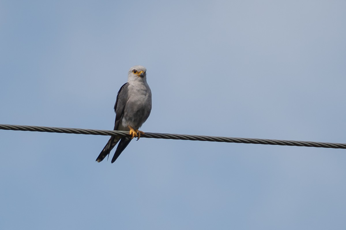 Dickinson's Kestrel - ML641332247
