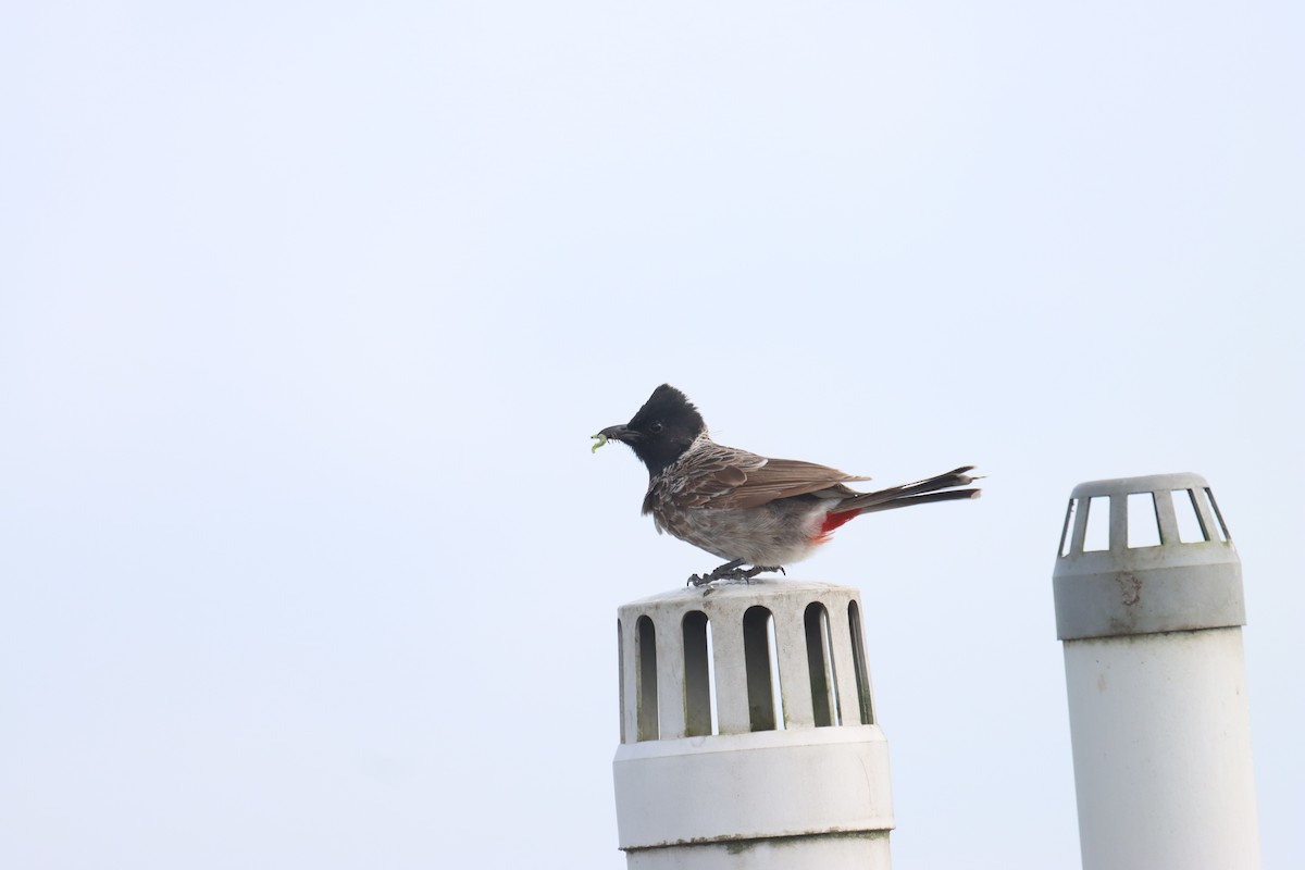 Red-vented Bulbul - ML641332248