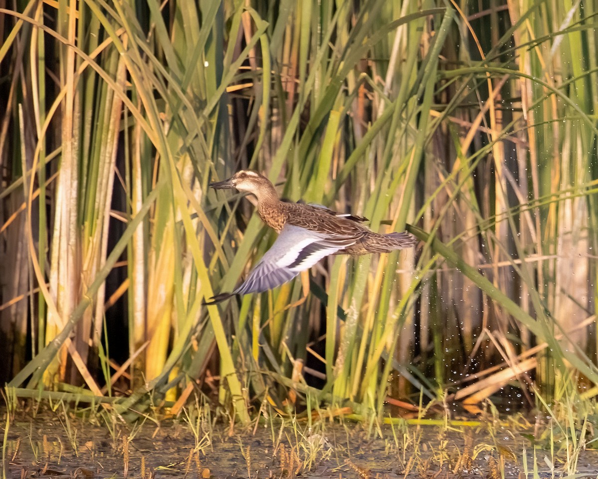 Garganey - ML641332249