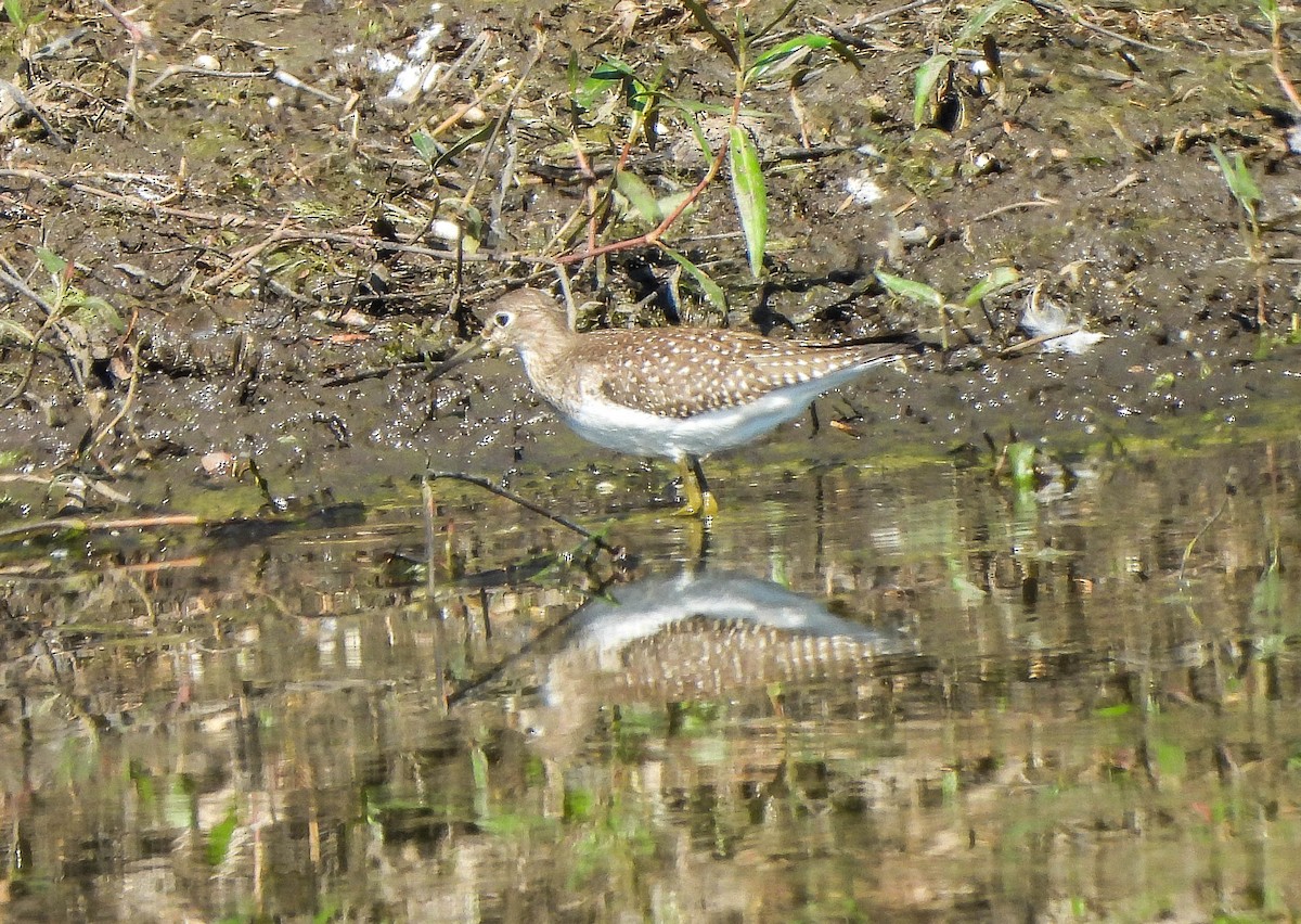 Andarríos Solitario - ML641332283