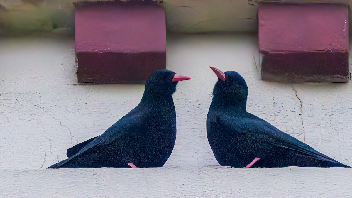 Red-billed Chough - ML641332288