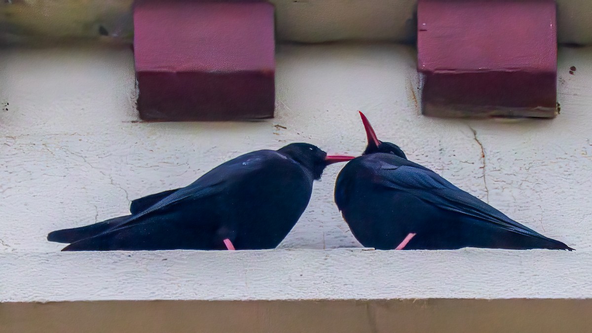 Red-billed Chough - ML641332289