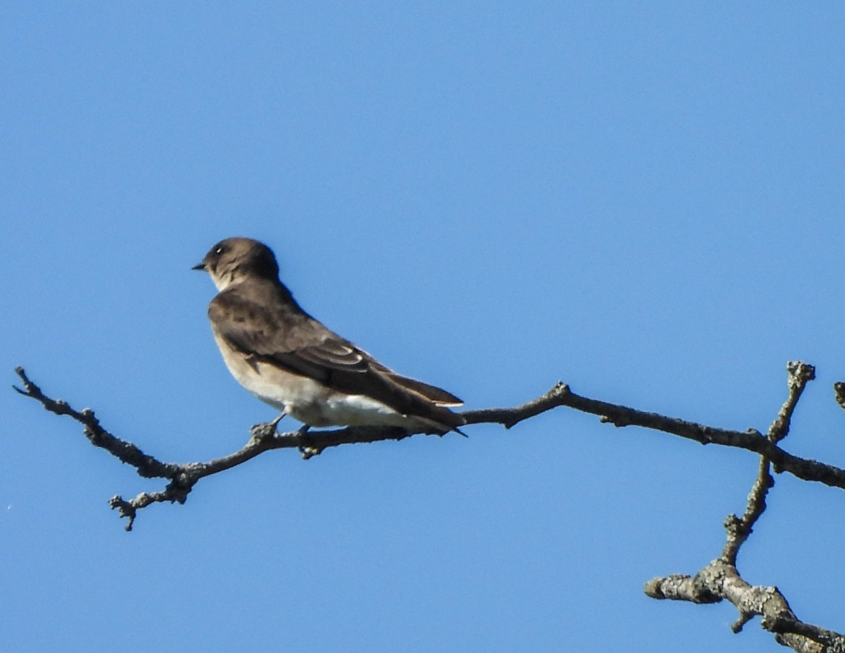 Golondrina Aserrada - ML641332290