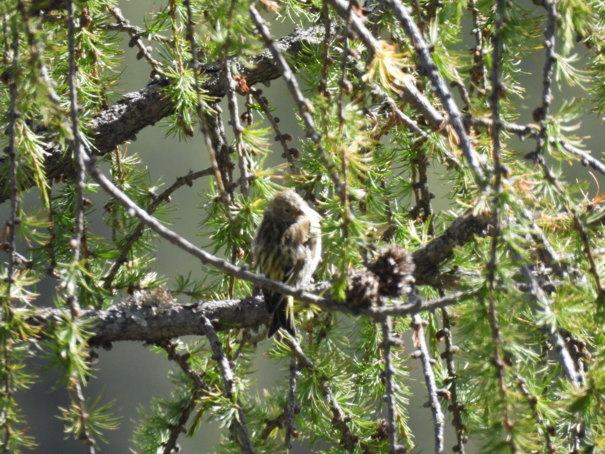 Eurasian Siskin - ML641332308