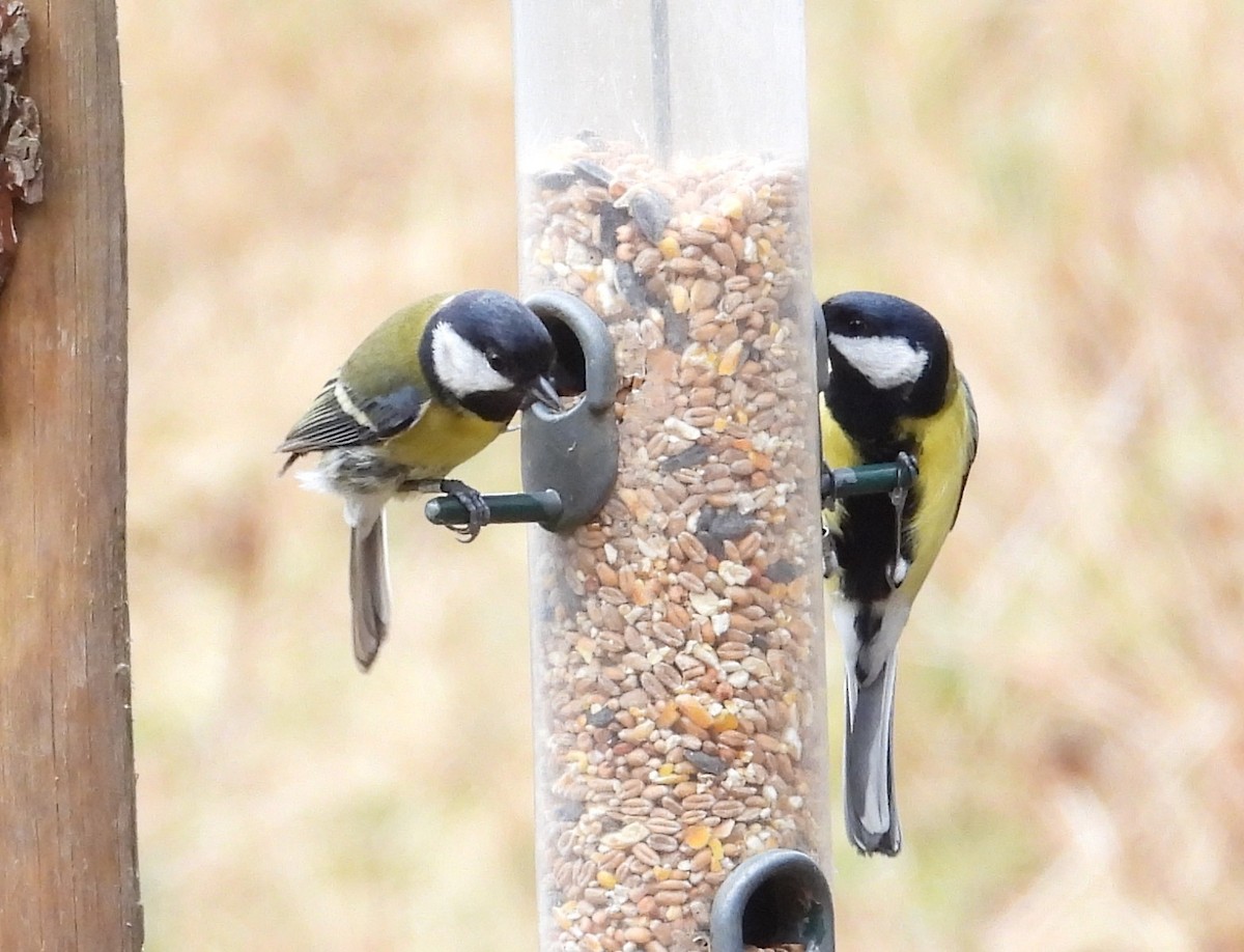 Kohlmeise - ML641332332