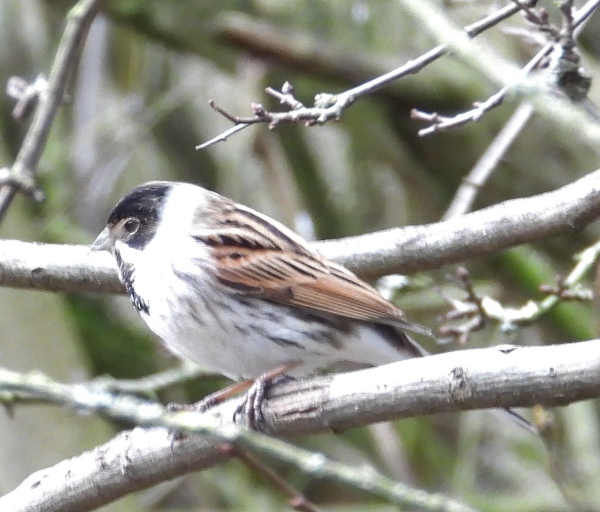 Rohrammer - ML641332341