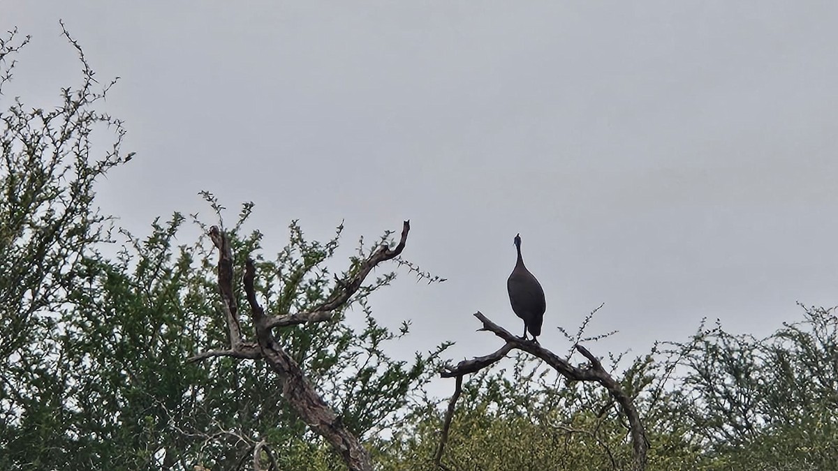 Helmeted Guineafowl - ML641332344