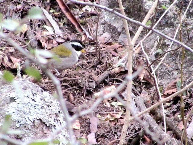 Moss-backed Sparrow - ML641332346
