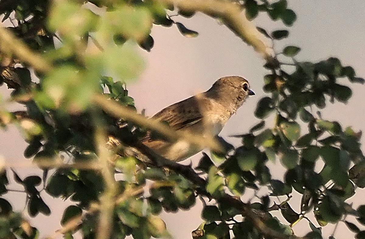 Pale Flycatcher - ML641332355