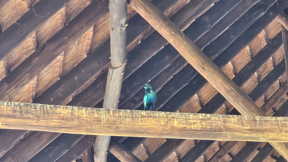 Cape Starling - ML641332360