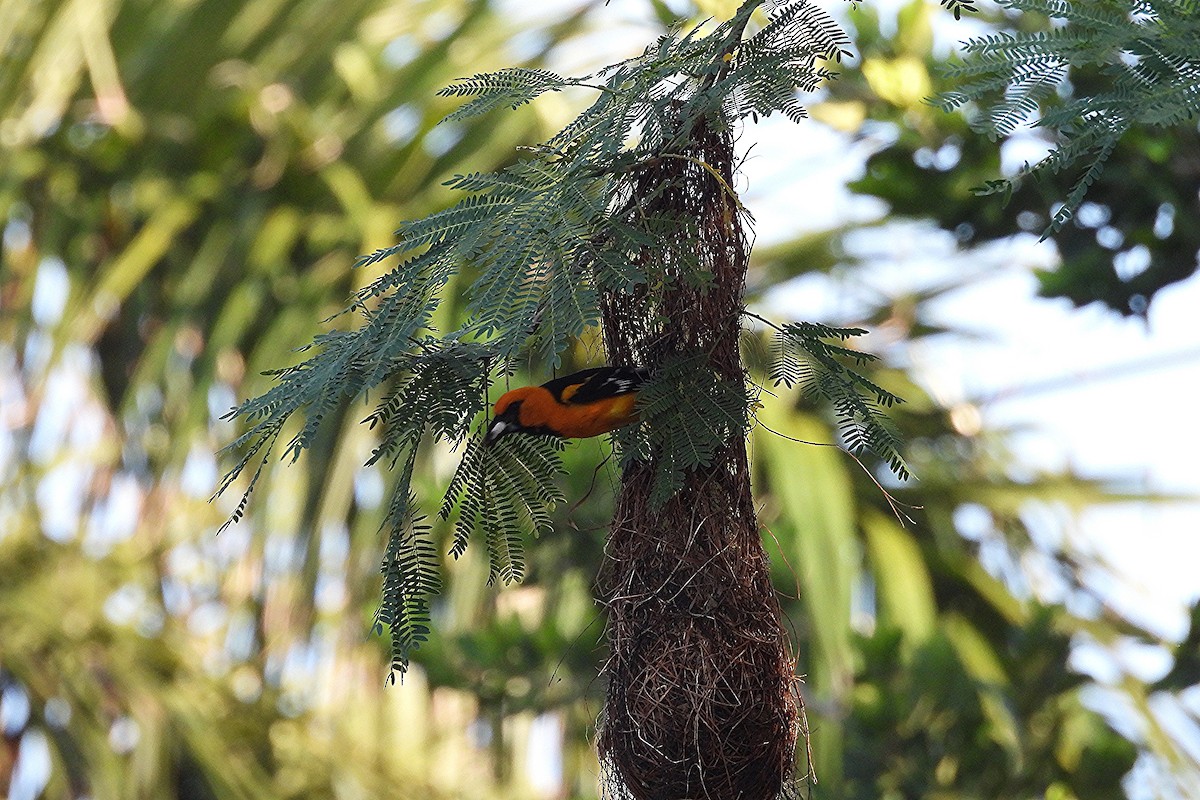 Altamira Oriole - ML641332387