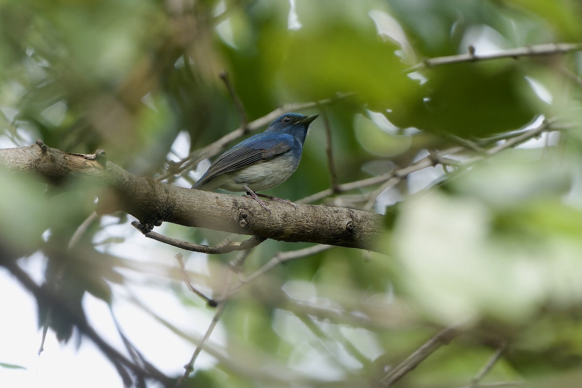 Hainan Blue Flycatcher - ML641332388