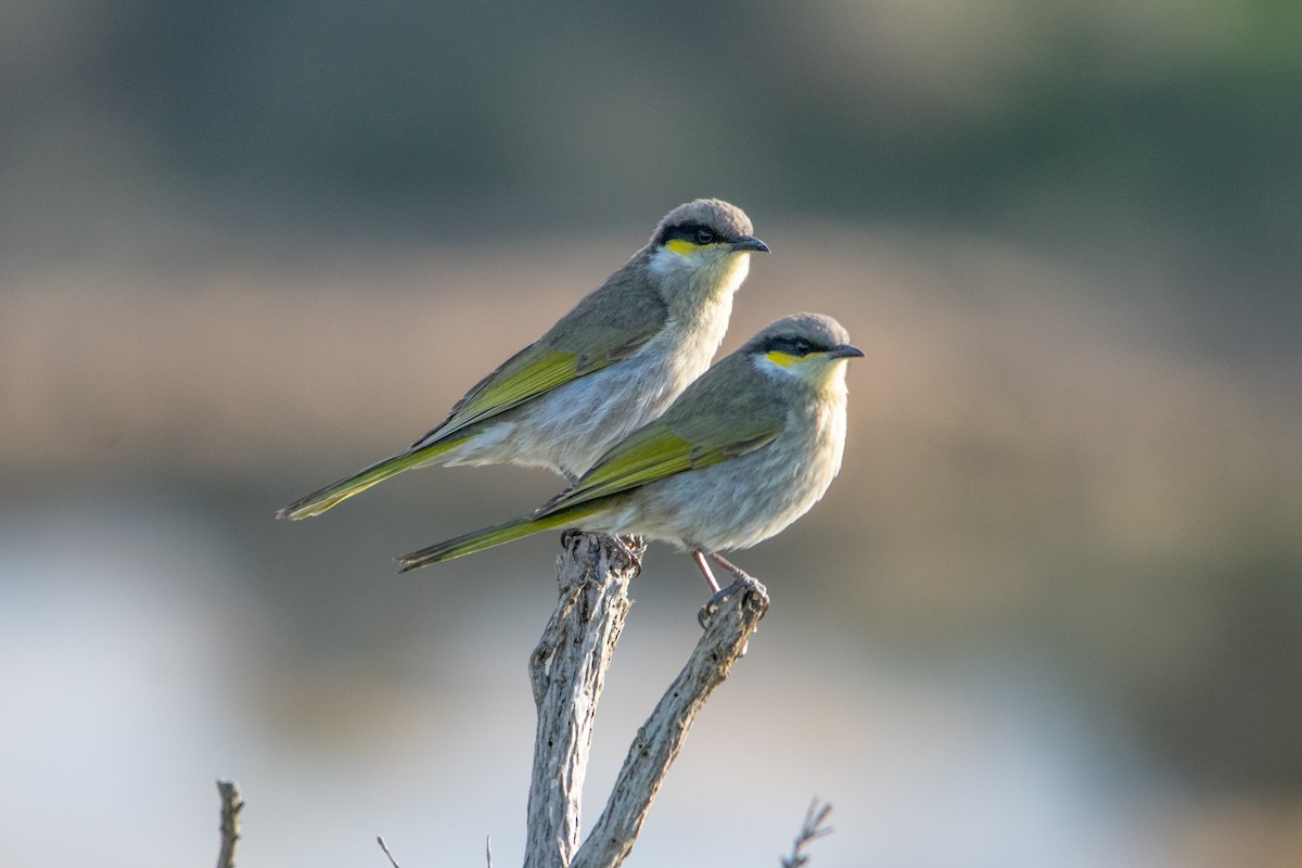 Singing Honeyeater - ML641332398