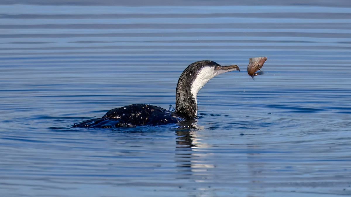 Little Pied Cormorant - ML641332417