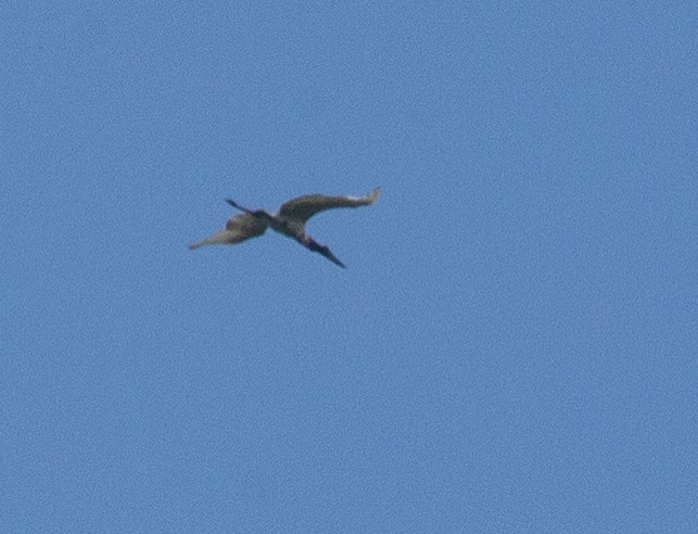 Jabiru - ML641332439