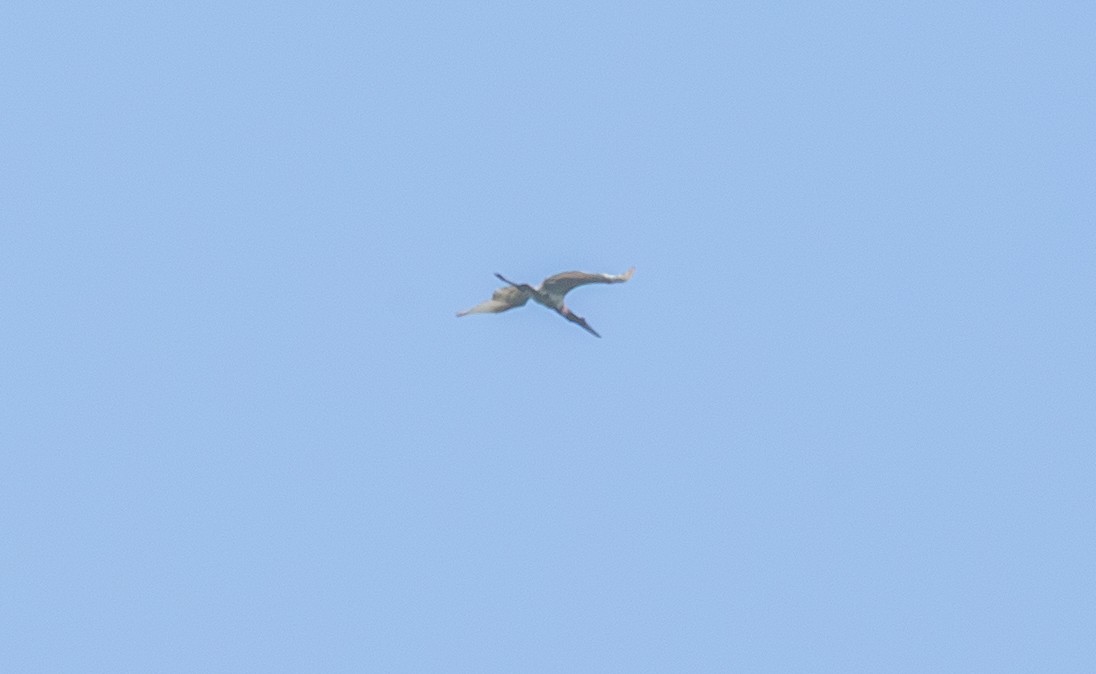 Jabiru - ML641332440