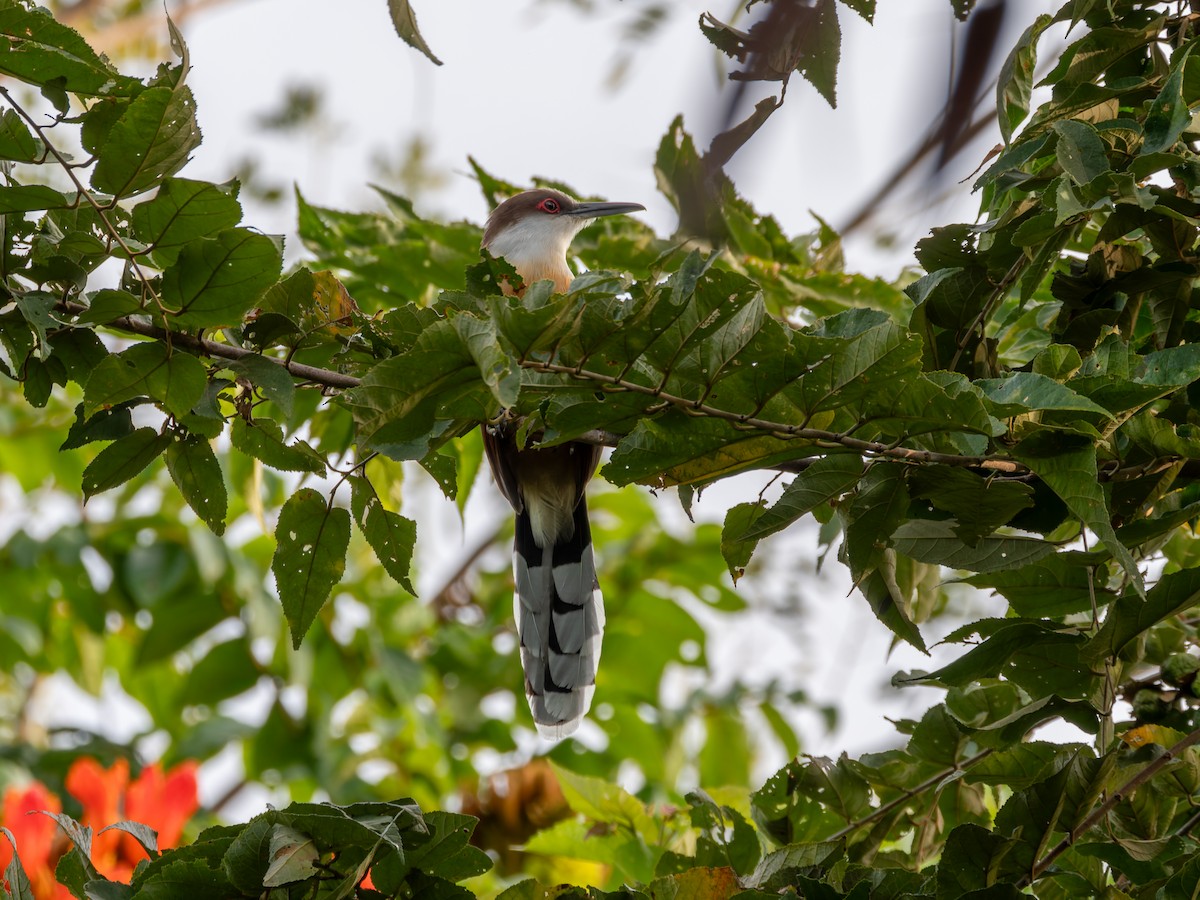 Jamaican Lizard-Cuckoo - ML641332449