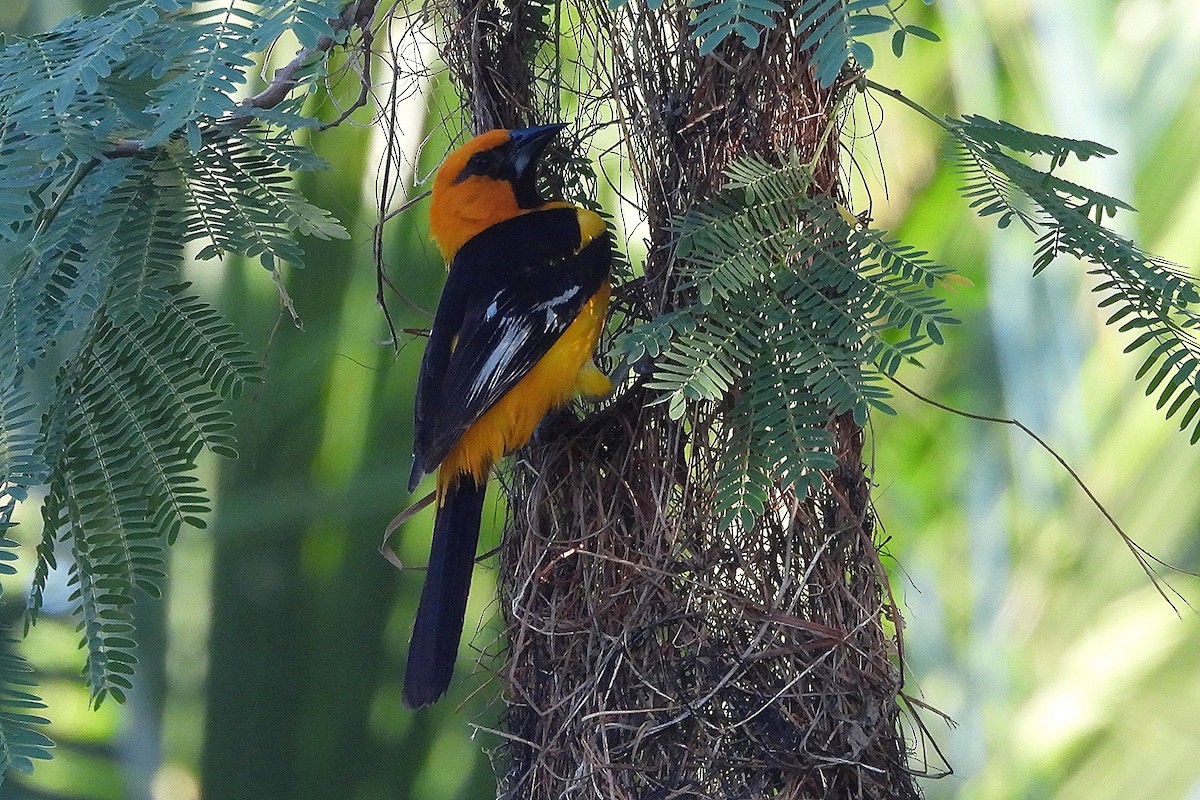Altamira Oriole - ML641332460