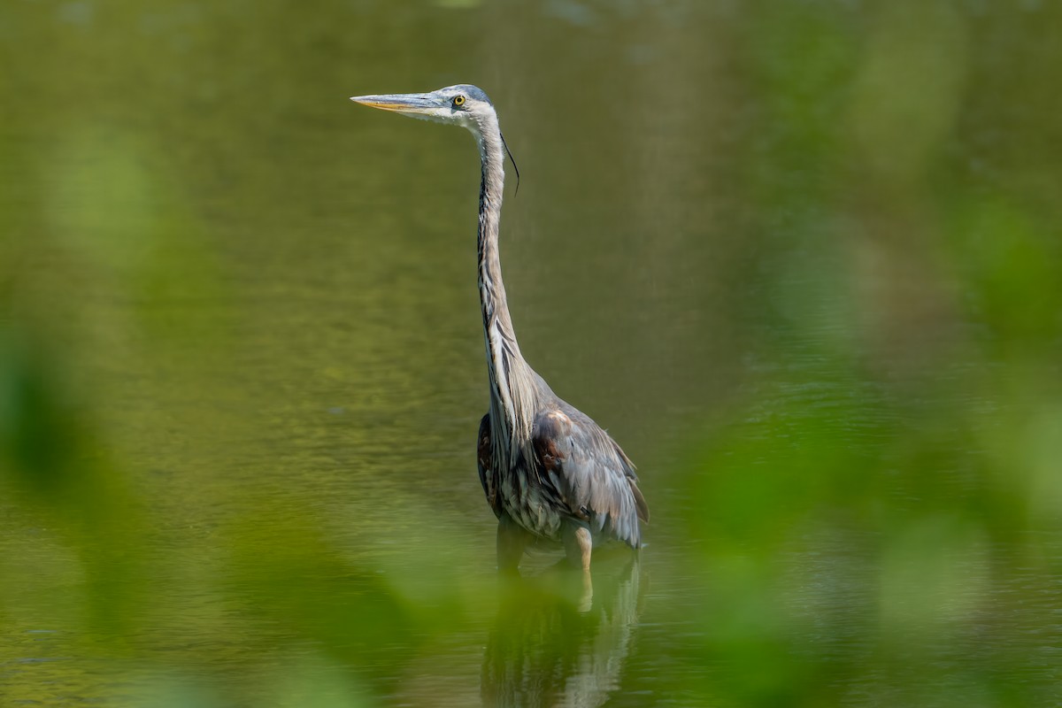 Great Blue Heron (Great Blue) - ML641332487