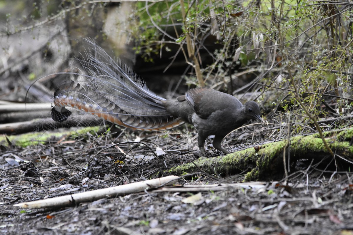Superb Lyrebird - ML641332505