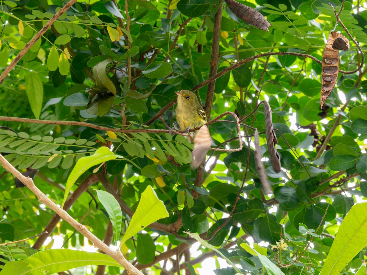 Jamaican Vireo - ML641332514