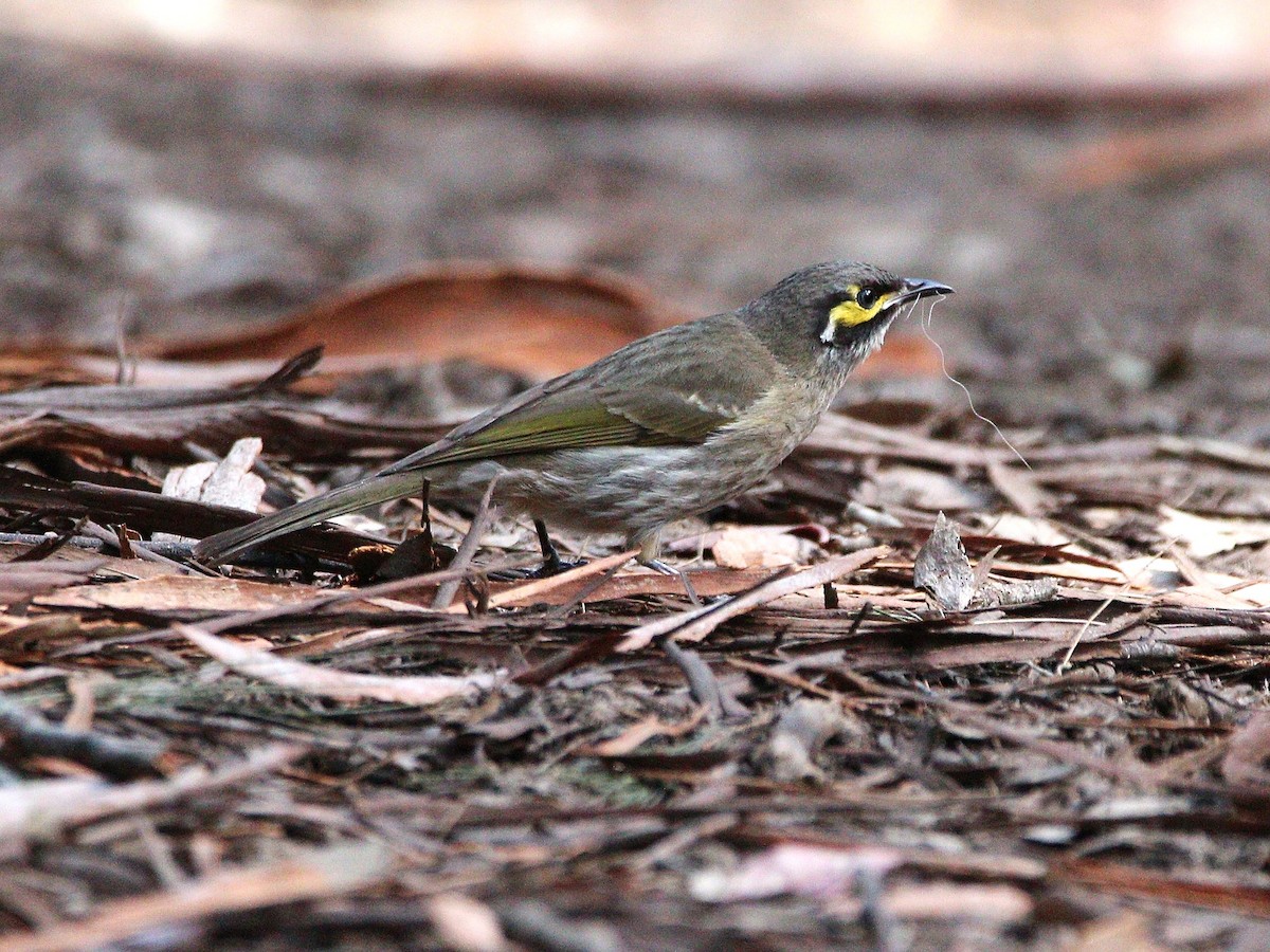 Yellow-faced Honeyeater - ML641332518
