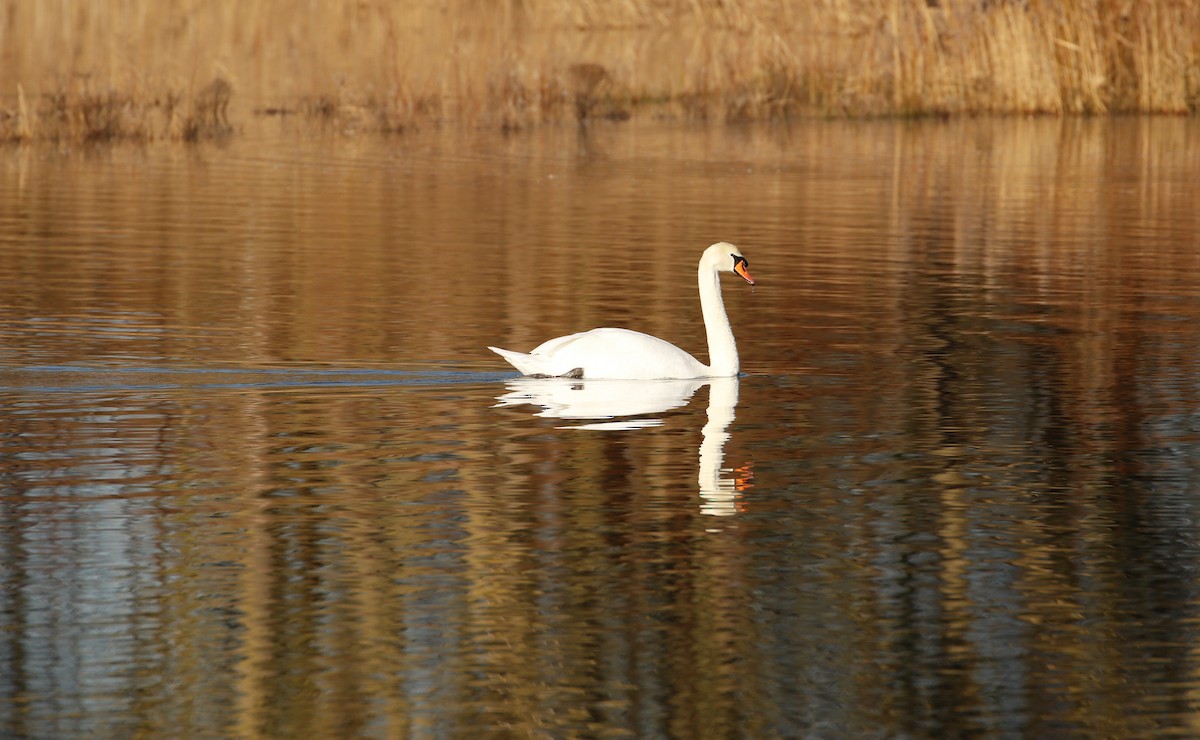 Mute Swan - ML641332520
