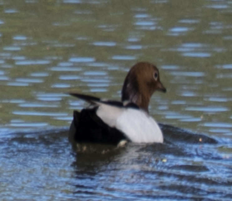 Maned Duck - ML641332525